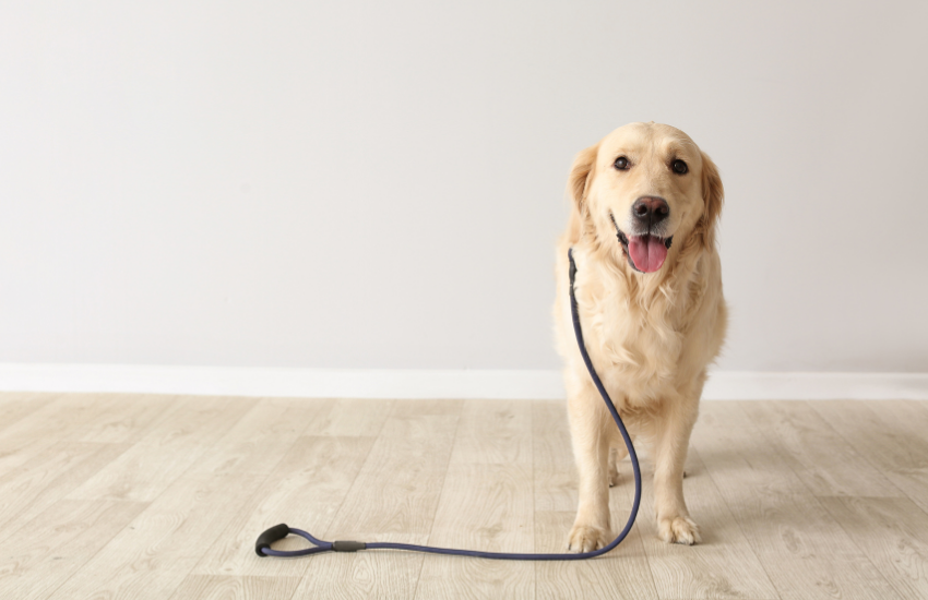 Exploring Different Material Options for Dog Leashes