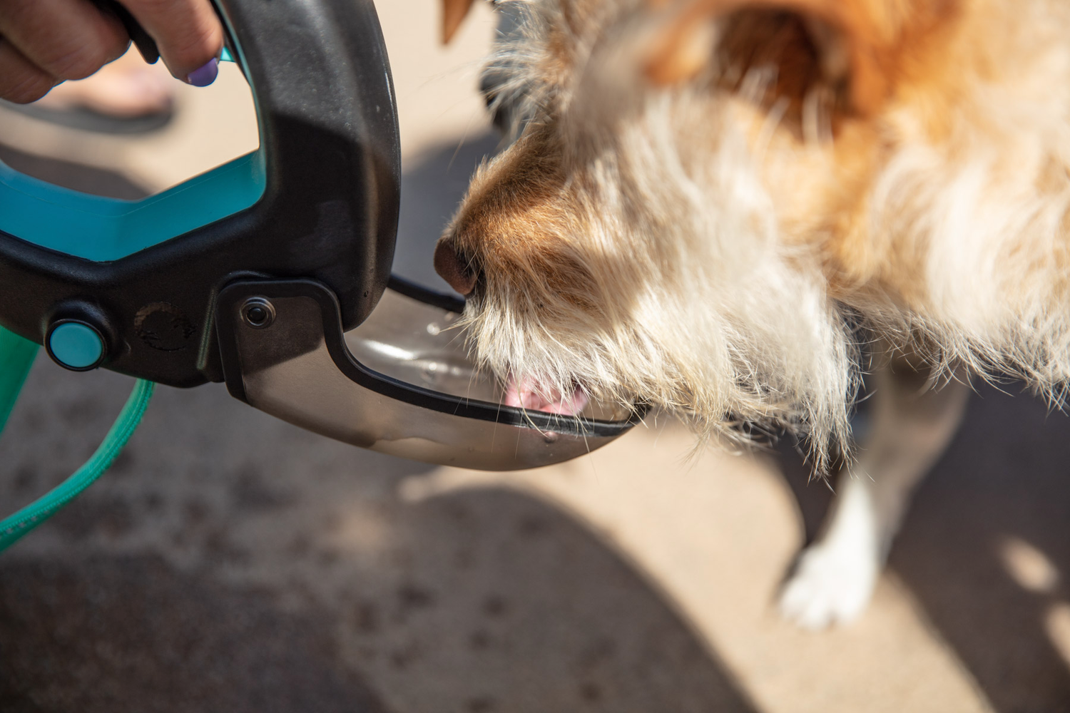 What to Look For In Portable Dog Water Bottles