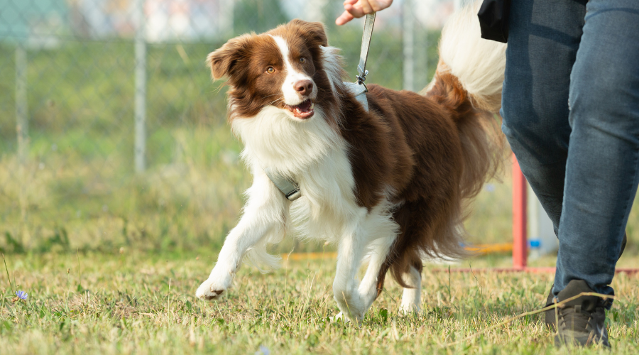 Running Gear Essentials | Enhance Your Dog's Running Experience