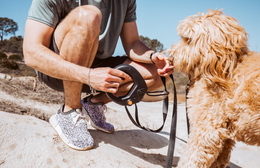 Why Every Dog Owner Needs a Portable Water Bottle