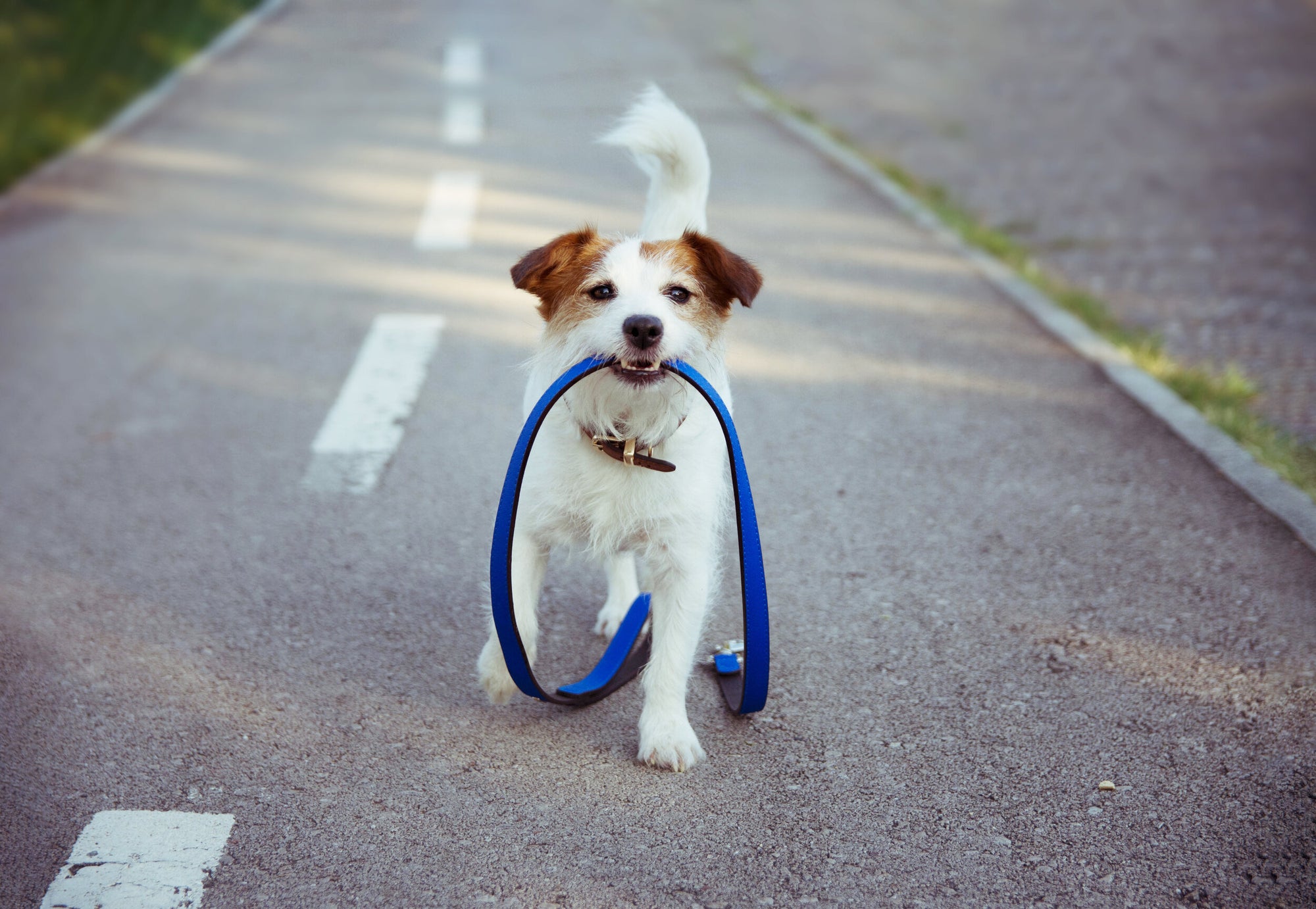 Walking Made Easy | 5 Reasons a Spleash® Makes Dog Walking Stress-Free