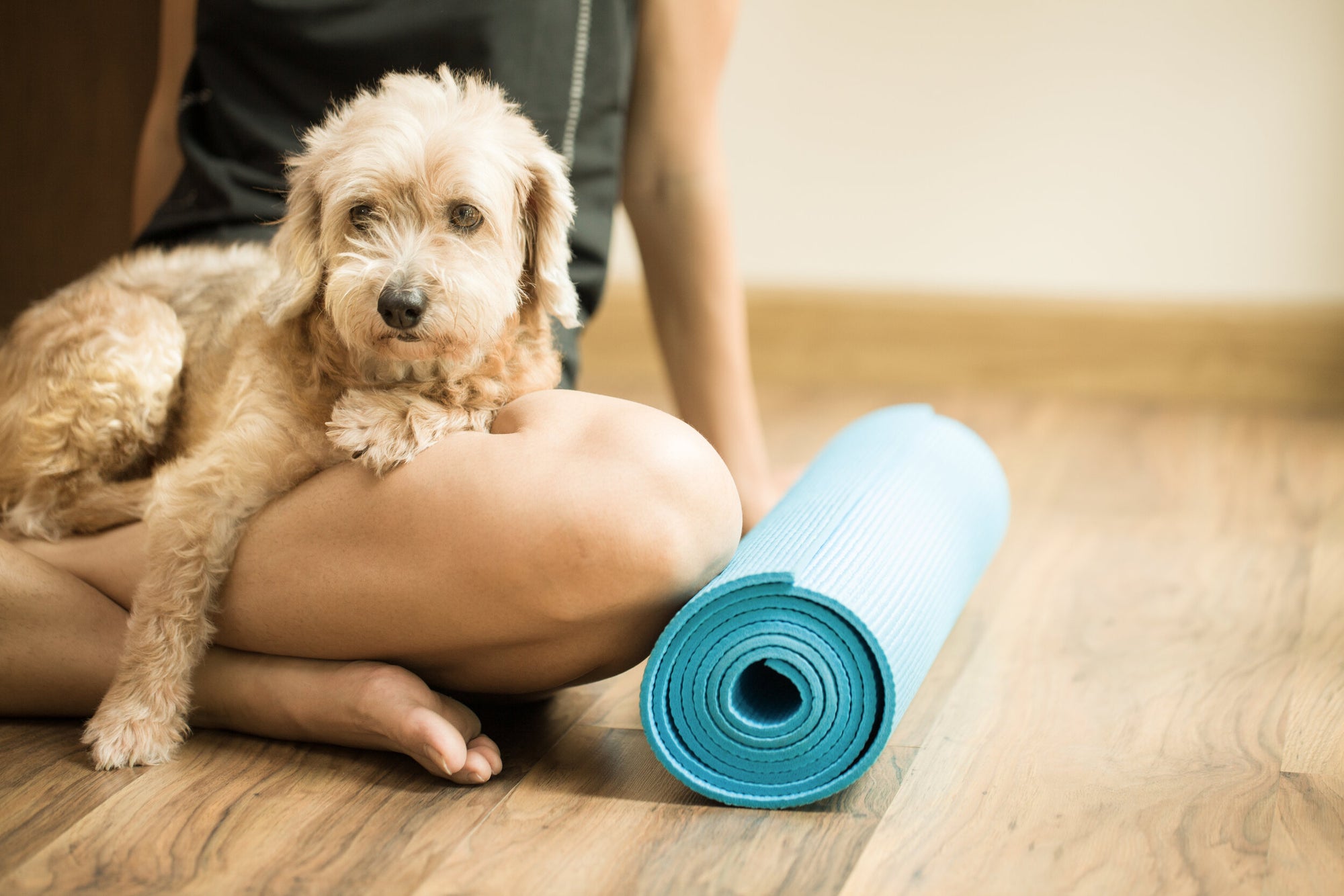 PAWsitively Fit | 6 Surefire Methods to Exercise with Your Dog