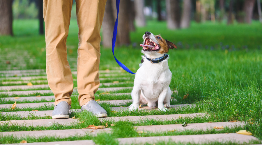 From Pulling to Polite: Effective Techniques for Leash Training Your Dog