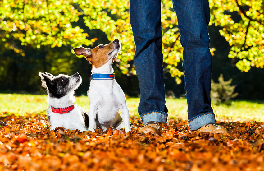 Choosing the Right Dog Leash for Two Dogs: Factors to Consider for a Safe and Comfortable Walk