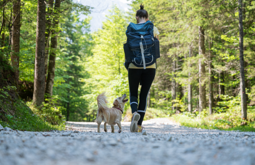 How a Dog Water Bottle Simplifies Outdoor Adventures