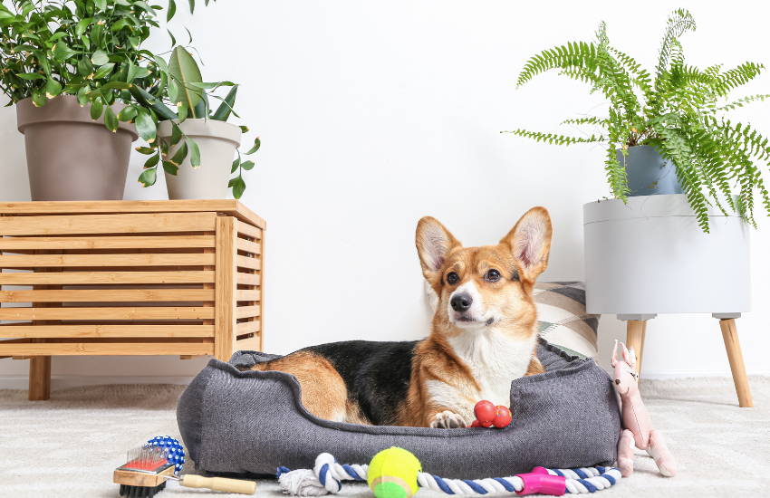 Eco-Friendly Dog Accessories: Sustainable Choices for Conscious Pet Owners