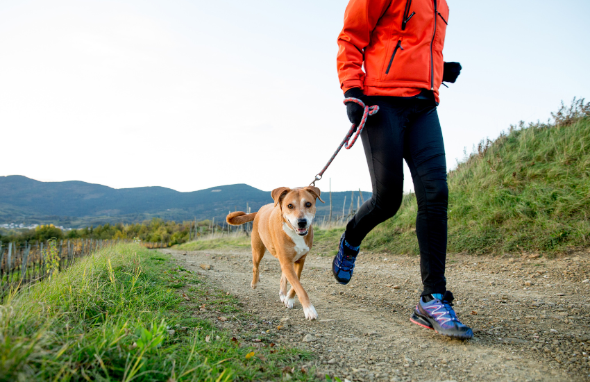 How a Running Dog Leash Can Help Your Dog Stay Fit