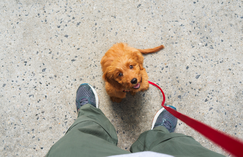 The Basics of Dog Leash Training: A Guide for New Pet Owners