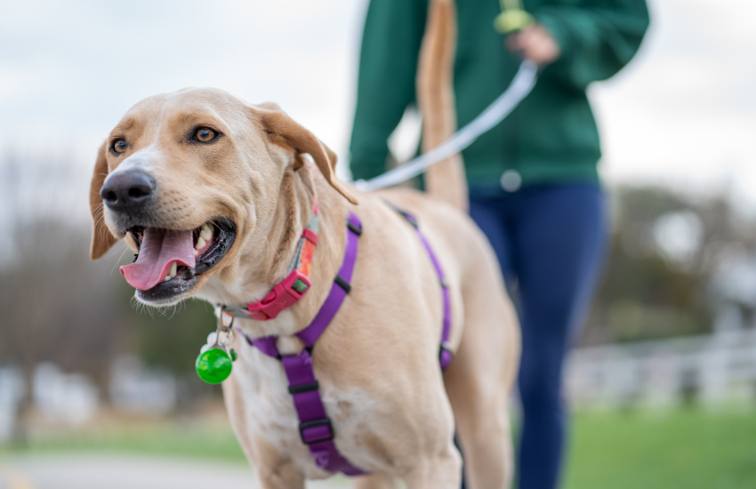 Leash Training for Reactive Dogs: Techniques for Managing Reactive Behavior
