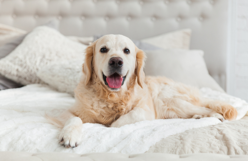 Enhancing Your Pet's Style and Comfort | Must-Have Dog Accessories