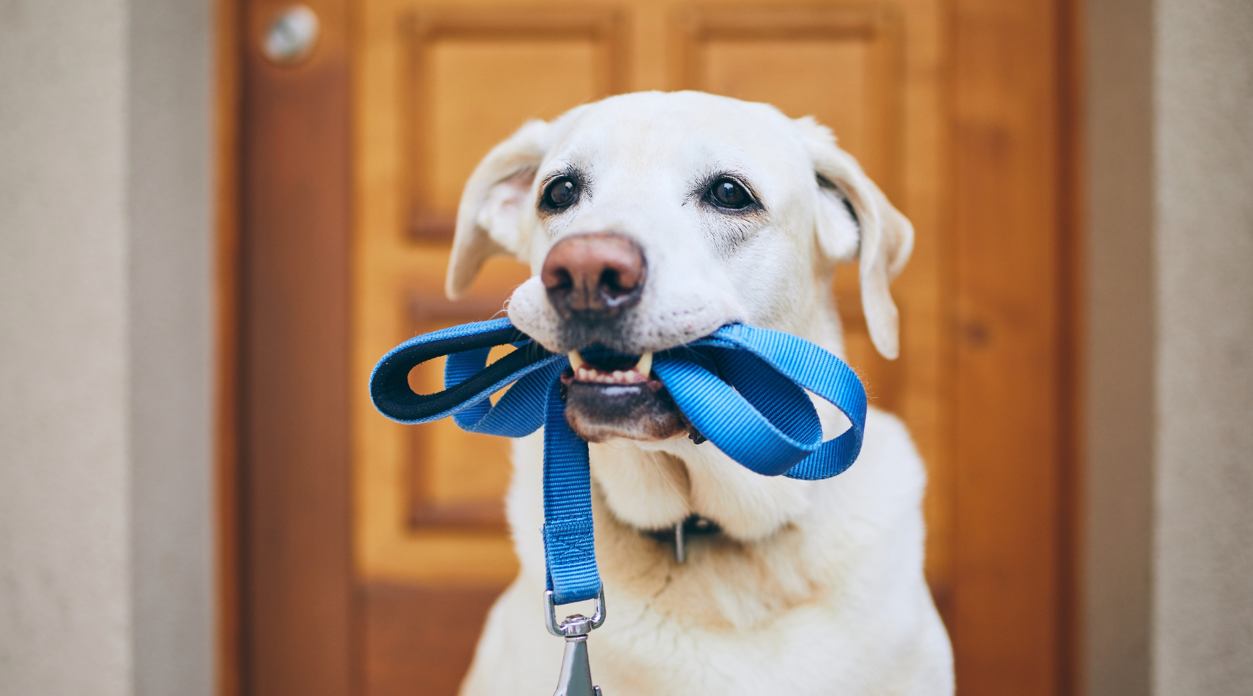 Finding the Right Fit: A Guide to Choosing the Ideal Dog Leash Length