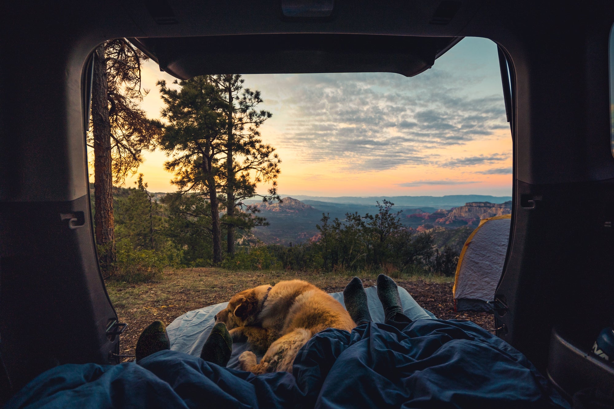 Camping With Your Dog | Everything You Should Know