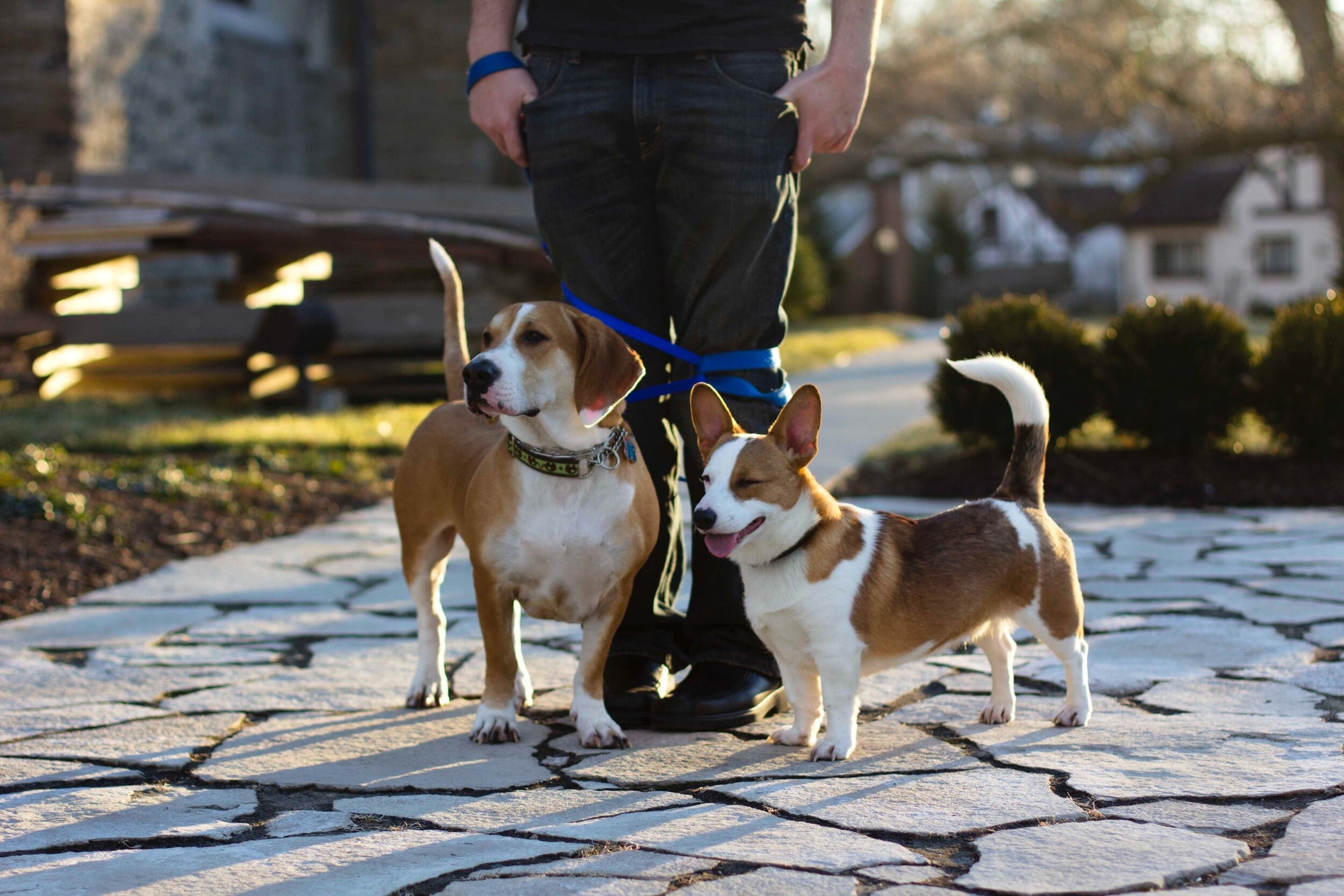 Walking in Harmony | Tips for Walking Multiple Dogs with Ease