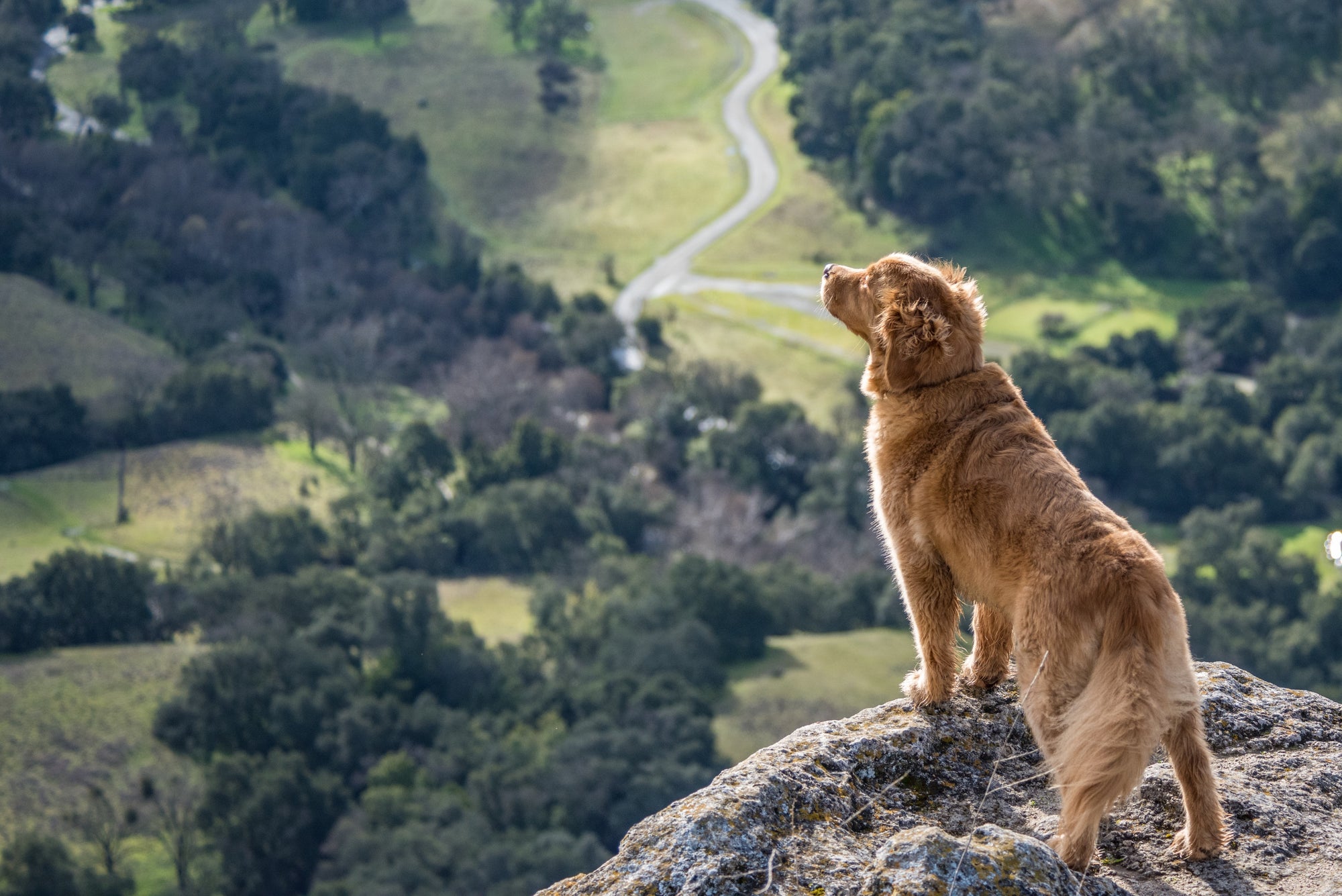 7 US National Parks for You and Your Dog | Pet-Approved!