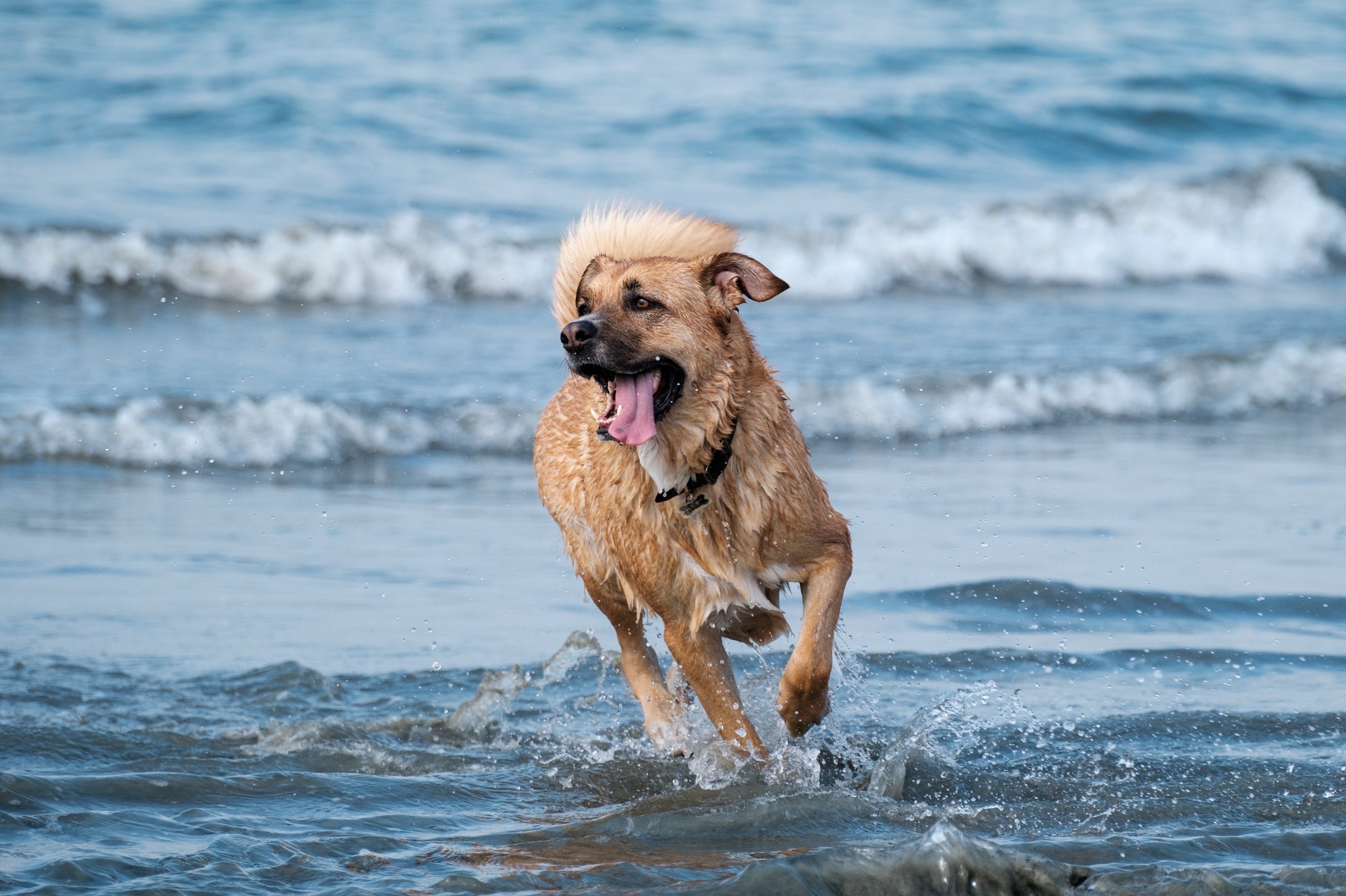 Unleash the Fun! | Discovering the Best Dog-Friendly Beaches Around Los Angeles