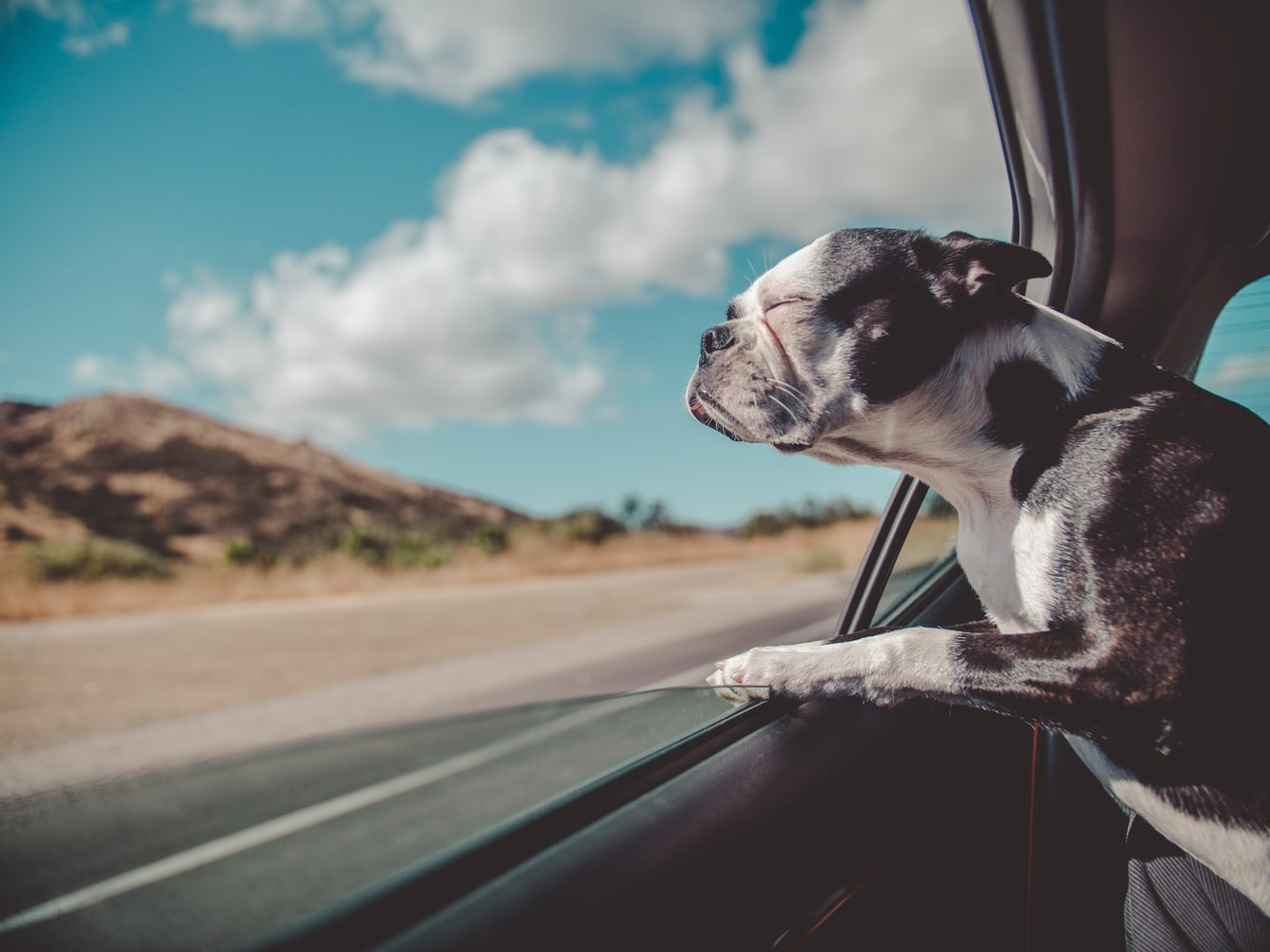 Road Tripping with Your Canine Companion | What to Expect?