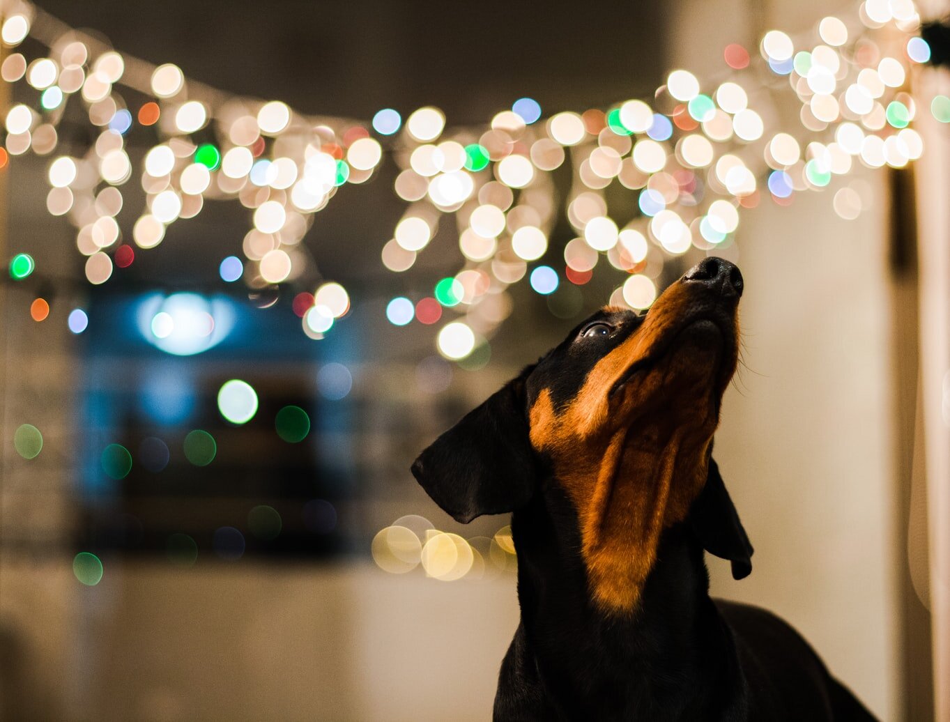 Jingle All the Way to Safety: 10 Tips for Safe Holidays for Your Dog