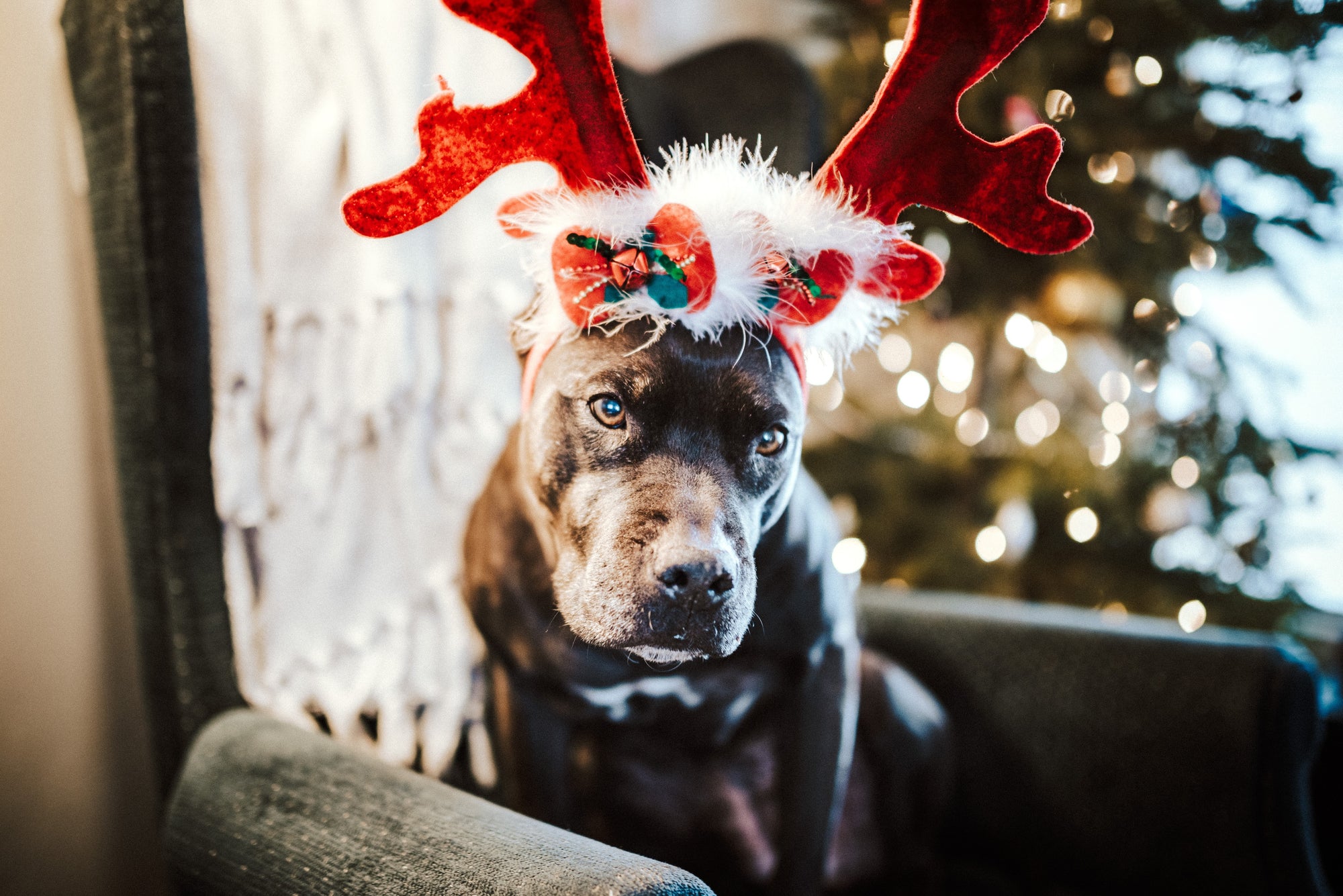 The Best Gifts for Your Dog This 2022 | Fur-tastic Finds