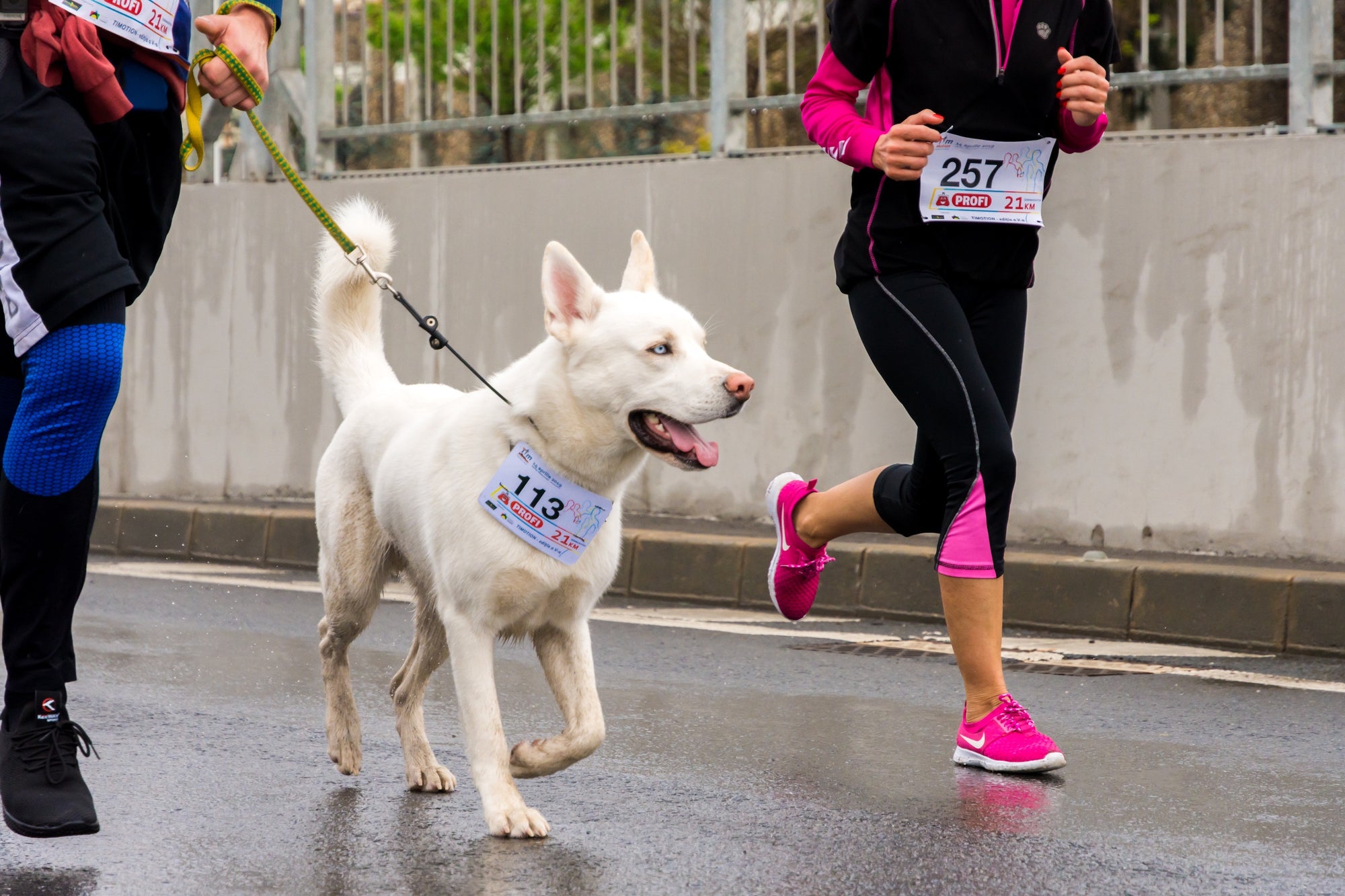 Running with Your Dog | The Ultimate Guide to a Healthy Bond