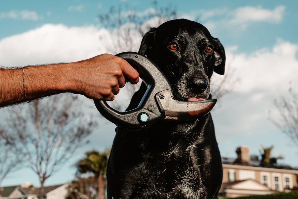 Spleash®