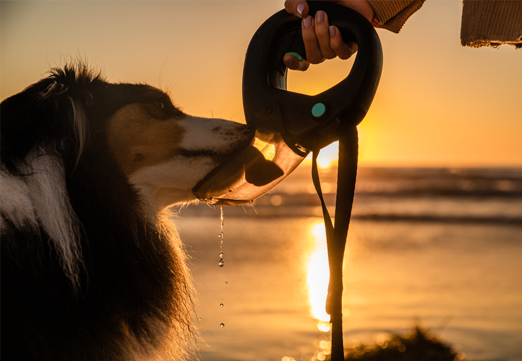Spleash®