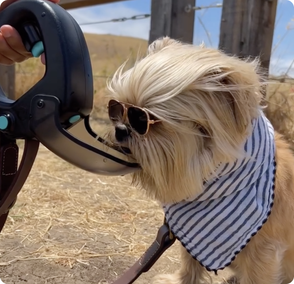 Spleash®